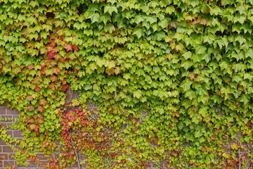 紅葉し始めたツタとレンガ調の壁面　蔦の葉っぱ　黄緑　赤　秋　季節 - obrazy, fototapety, plakaty