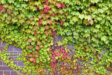 紅葉したツタとレンガ調の壁面　蔦の葉っぱ　黄緑　赤　秋　季節