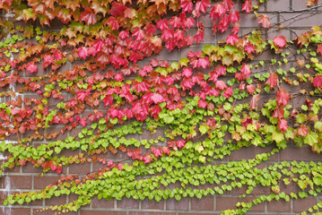 紅葉したツタとレンガ調の壁面　蔦の葉っぱ　黄緑　赤　秋　季節