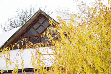 snowy roof with window and yellow willow leaves at the beginning of winter.