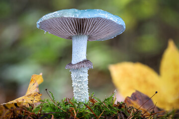 Amazing blue mushroom and colorful autumn leaves
