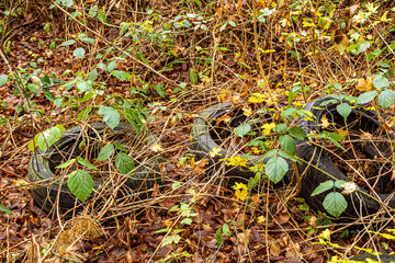 Used car tires thrown into the forest. Environmental pollution concept
