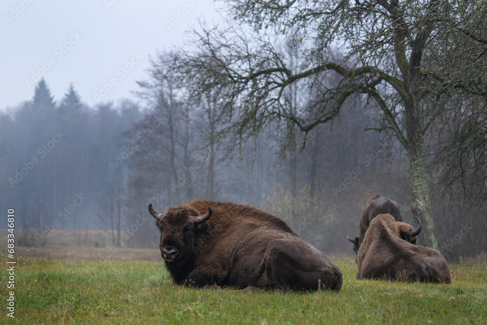 Poster Group of european bison during rain in Bialowieza national park. The zubr on the meadow. Huge bull is resting between trees in Poland. 