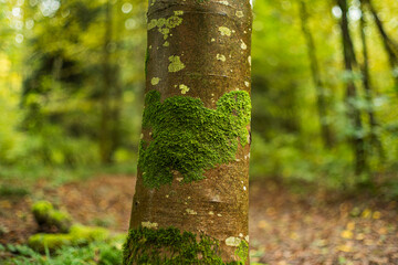 Green moss on tree trunk bark in a forest. Close up shot, autumn colors, shallow depth of field, no...