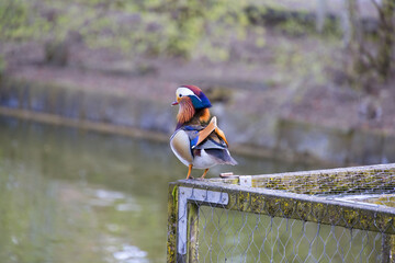 Multi colored mandarin duck photographed from left rear sitting on a birdcage in front of a duck...