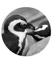 Magellanic penguins, loving couple, cute, funny animal love, black and white.