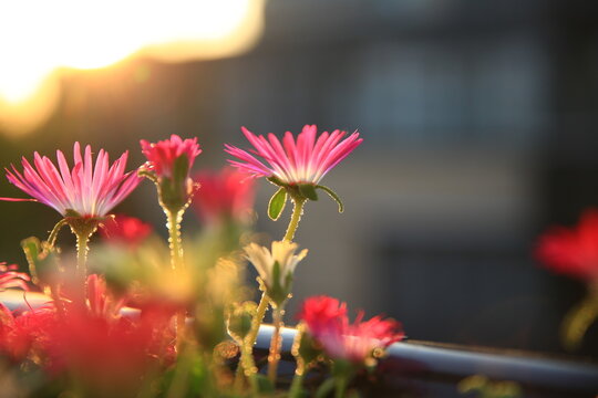 flowers with blurry background at sunset, hope, spring bloom, Cleretum bellidiforme