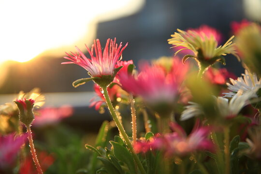 flowers with blurry background at sunset, hope, spring bloom, Cleretum bellidiforme