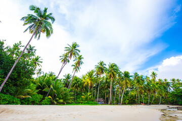 Sea wave beach blue sky with coconut palm tree exotic island