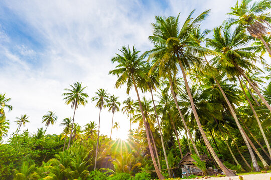 Sea wave beach blue sky with coconut palm tree exotic island