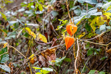 Physalis alkekengi - orange lanterns of physalis alkekengi among green leaves. physalis alkekengi close-up. Exotic fruit on branch. Chinese lantern, ground berry.
