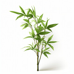 Bamboo, Growth and Flexibility, White Background