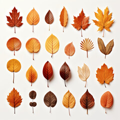 Obraz premium Fall Leaf Collection, White Isolation