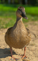 Female mallard duck (Anas platyrhynchos). Samica kaczki krzyżówki © Mateusz