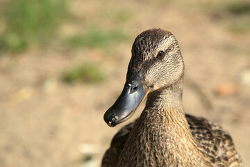 Female mallard duck (Anas platyrhynchos). Samica kaczki krzyżówki © Mateusz
