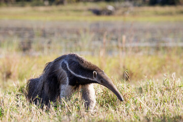Giant anteater in tropical Pantanal
