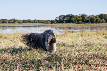 Giant anteater in tropical Pantanal