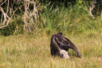 Giant anteater in tropical Pantanal