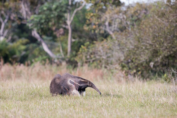 Obraz na płótnie Canvas Giant anteater in tropical Pantanal