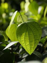 photo of black pepper plant leaves with a blurred image background