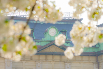 桜花の向こうに駅の時計20210314