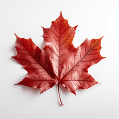 Obraz premium Crimson Maple Leaf, Autumn Vibrancy, Isolated on White