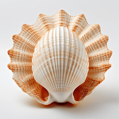 Obraz premium Detailed Seashell from Beach, Isolated on white