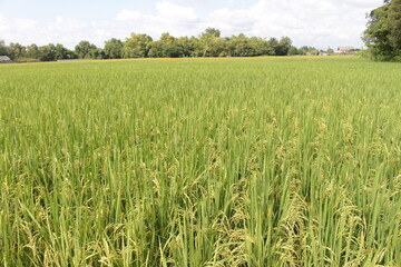 Bright green rice and fields