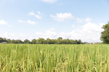 Bright green rice and fields
