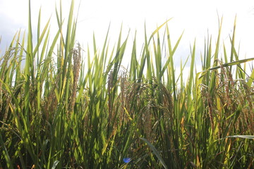 Bright green rice and fields