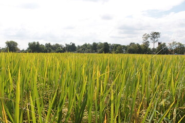 Bright green rice and fields