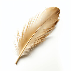 Migratory Bird Feather on White