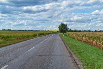 Fototapeta na wymiar corn field in a czech agricultural landscape