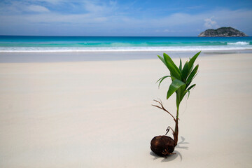 Kokospalme (Cocos nucifera) am Strand, Seychellen, Panorama  - obrazy, fototapety, plakaty