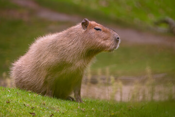 Naklejka na ściany i meble Capybara - Hydrochoerus hydrochaeris, giant rodent from Central and South American savannas, swamps and grasslands, Gamboa, Panama.