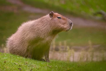 Foto op Canvas Capybara - Hydrochoerus hydrochaeris, giant rodent from Central and South American savannas, swamps and grasslands, Gamboa, Panama. © David