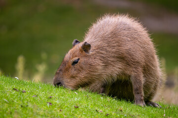 Capybara - Hydrochoerus hydrochaeris, giant rodent from Central and South American savannas, swamps and grasslands, Gamboa, Panama.