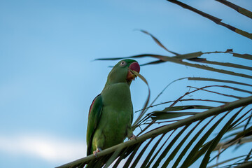 blue and green macaw