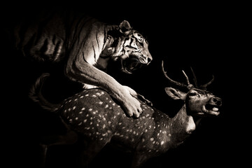 Tiger hunting and catching a chital or cheetal, indian deer.  Taxidermy animals.