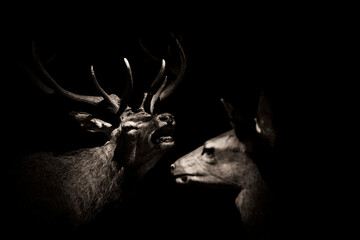adult male red deer bellowing in front of a female during the mating season. Europe. Taxidermy...