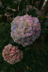 Hortênsia,  hydrangea Flower
