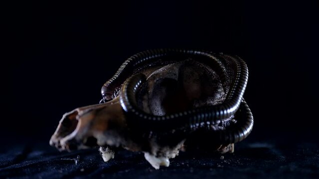 Julida. A large centipede climbs on the animal's skull. A creepy long caterpillar crawls on the ground at night. Close up. Black background.