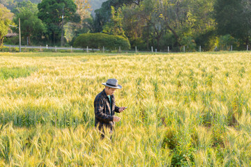 Obraz premium Agronomists examine and compare ripe wheat with young wheat. bountiful harvest concept Farmer with digital tablet in hand to check using technology
