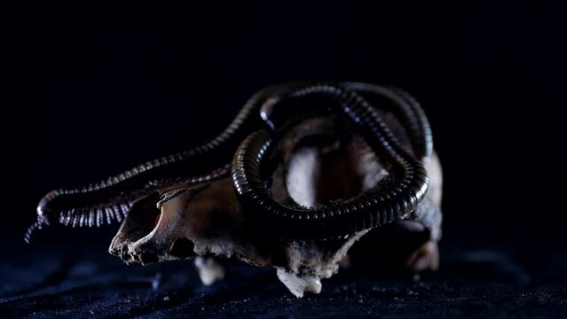 Julida. A large centipede climbs on the animal's skull. A creepy long caterpillar crawls on the ground at night. Close up. Black background.