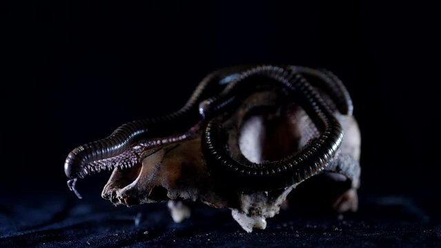 Julida. A large centipede climbs on the animal's skull. A creepy long caterpillar crawls on the ground at night. Close up. Black background.