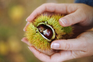 Woman person holding a conker chestnut