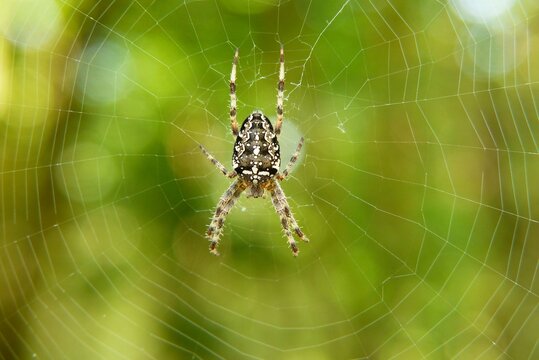 image of a spider attached to its web
