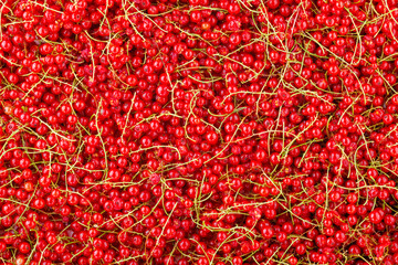 Fototapeta premium full-frame background and texture of red currants pile in high angle view