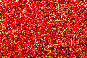 full-frame background and texture of red currants pile in high angle view