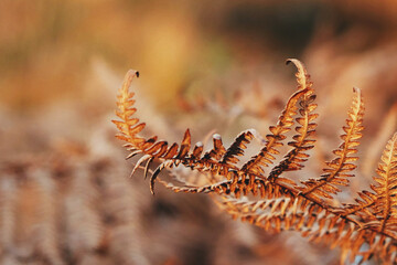 Golden bracken